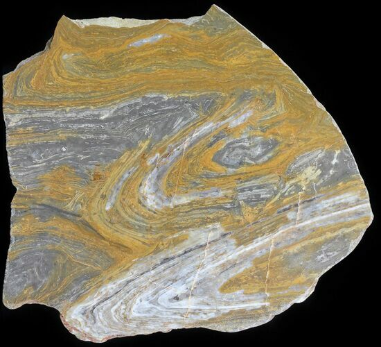 Polished, Mesoproterozoic Stromatolite (Conophyton) - Australia #65494